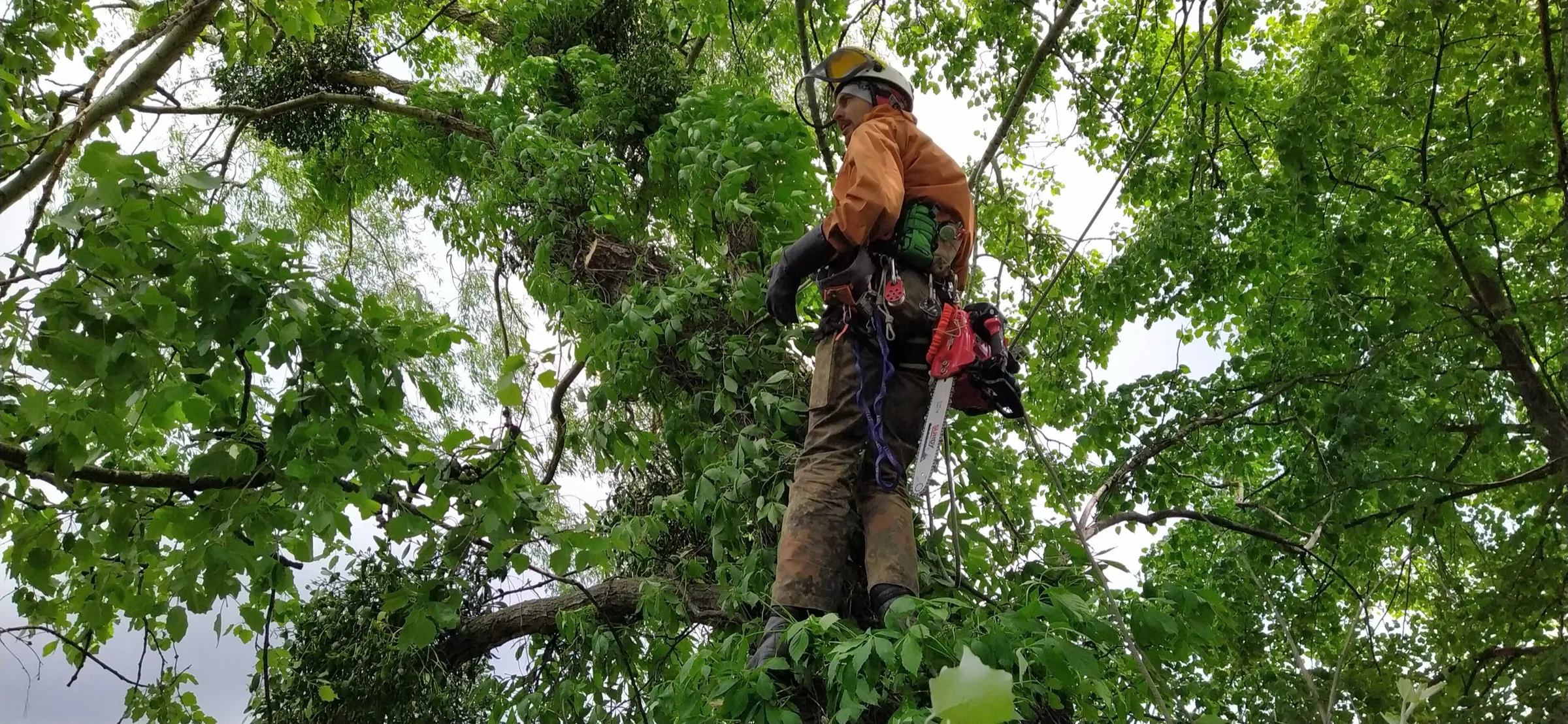 An arborist in a harness and helmet working high in a leafy green canopy.