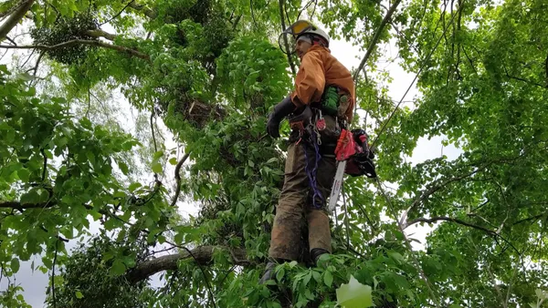 An arborist in a harness working high in a leafy green canopy.