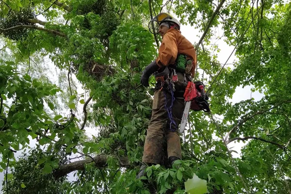 An arborist working high in a green canopy.
