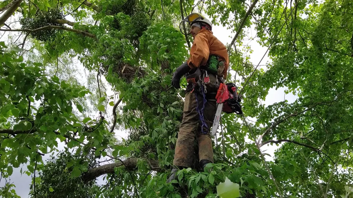 An arborist in a harness working high in a leafy green canopy.