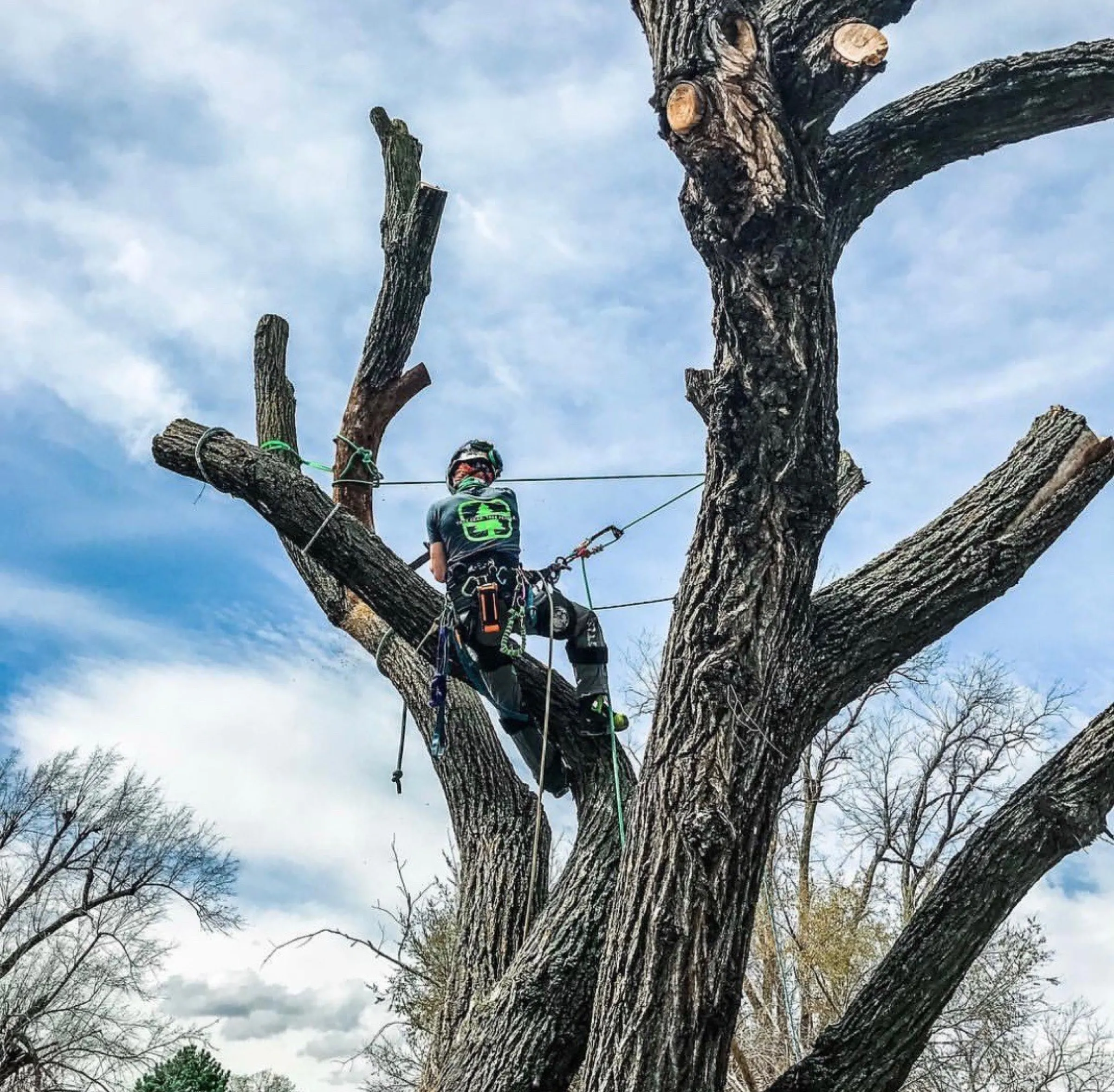 An arborist working a chainsaw through a thick trunk.