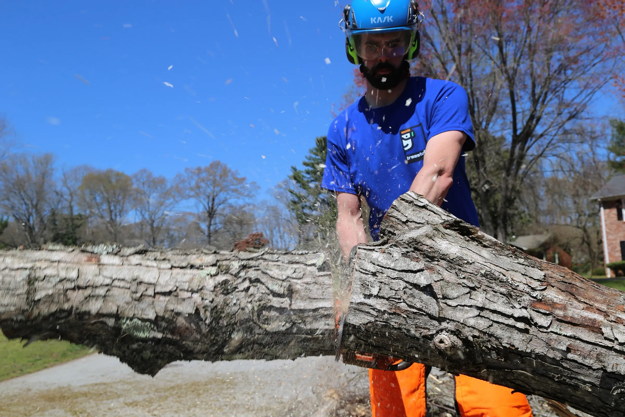 An arborist in a blue helmet and work shirt cutting through a fallen log.
