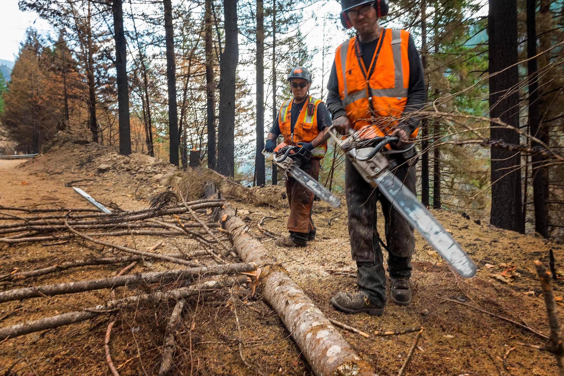 Two sawyers in hard hats and orange vests standing among cut timber.