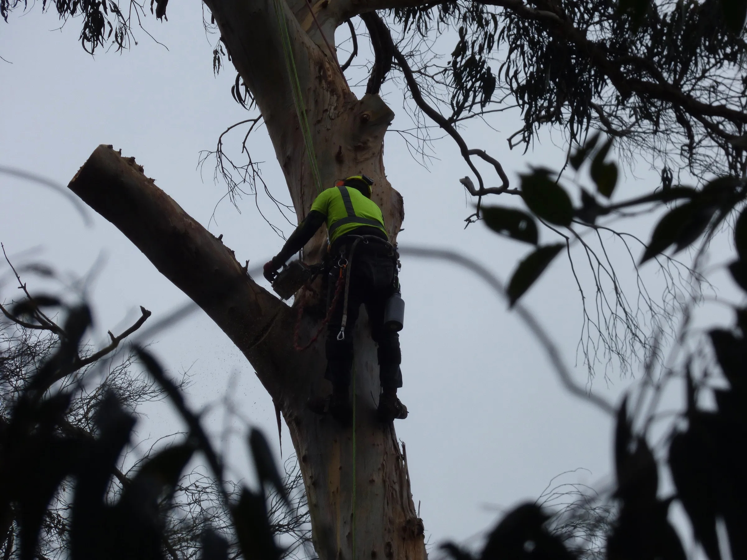 A climber roped high on a trunk, cutting a broken limb with a chainsaw.