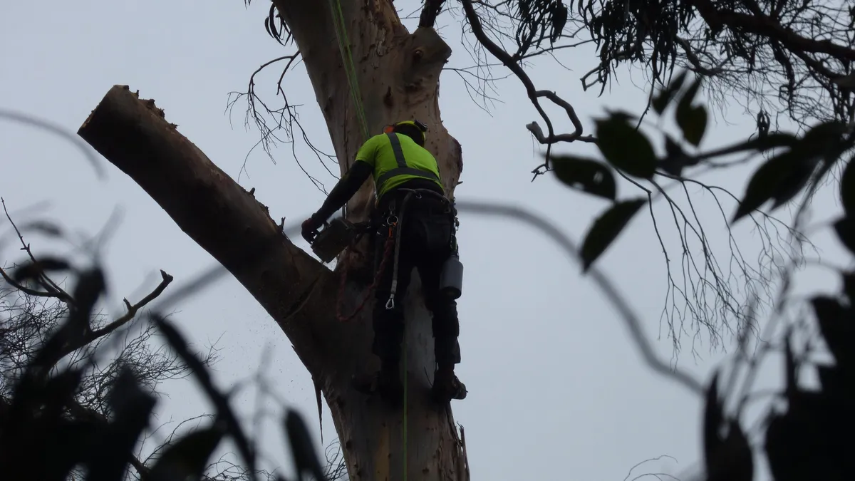 A climber roped into a tall trunk, cutting a broken limb with a chainsaw.