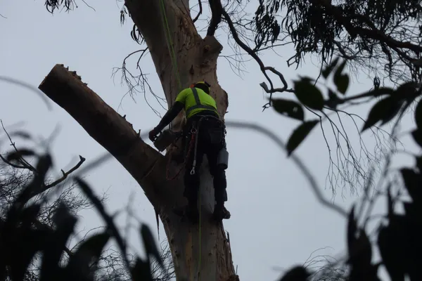 A climber cutting a broken limb high on a trunk.