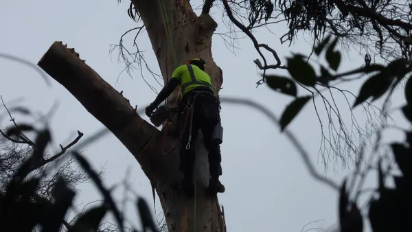A climber roped into a tall trunk, cutting a broken limb with a chainsaw.